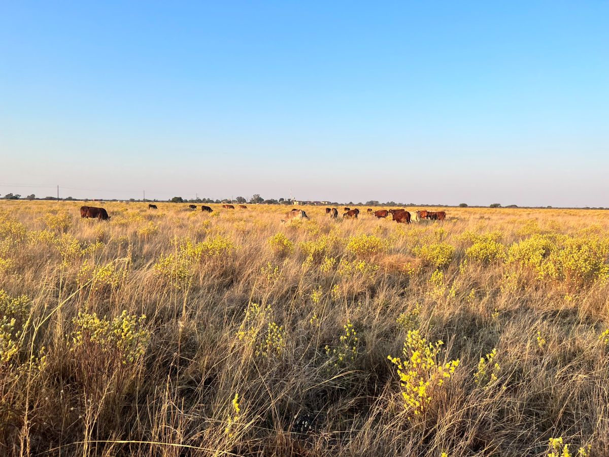Farmers urged to protect their livestock