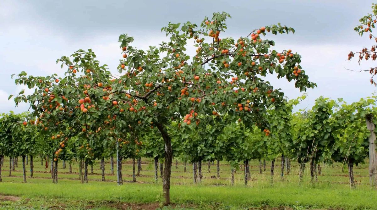 Agricultural Stakeholders Urge Dialogue as Tulbagh Cannery Closure Threatens Western Cape Fruit Sector