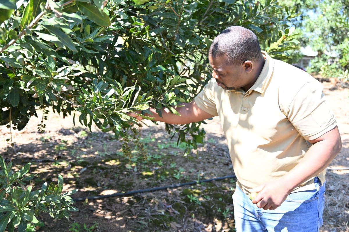 From Classroom Conviction to Global Markets: How Dr Thiofhi Muthikhitha Built a Limpopo Macadamia Empire