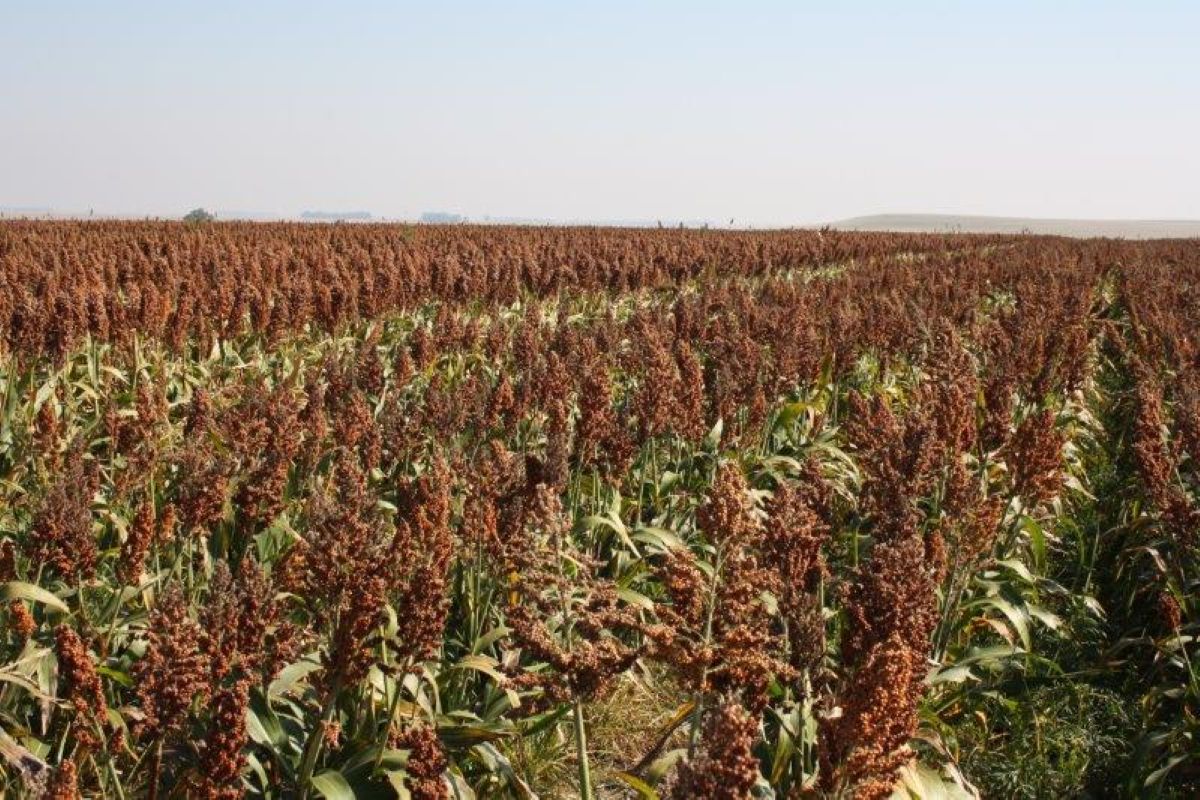 Controversy Enulfs Agricultural Futures as JSE Scraps Soybean Location Differential Pilot