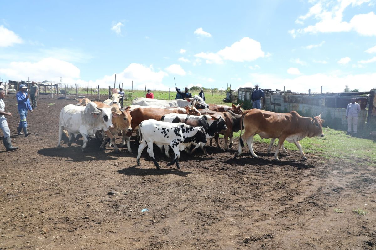 Gauteng Agricultural Sector Surges with R4.68 Billion in Exports Despite Unprecedented Foot-and-Mouth Disease Outbreak