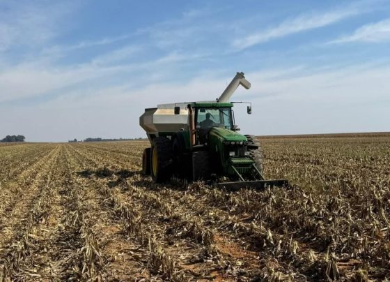 Maize